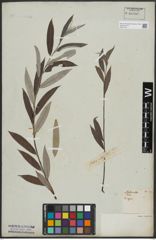 Foto von Salix alba L.